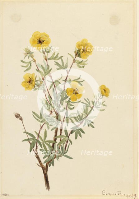 Bush Cinquefoil (Potentilla fruticosa), 1917. Creator: Mary Vaux Walcott.