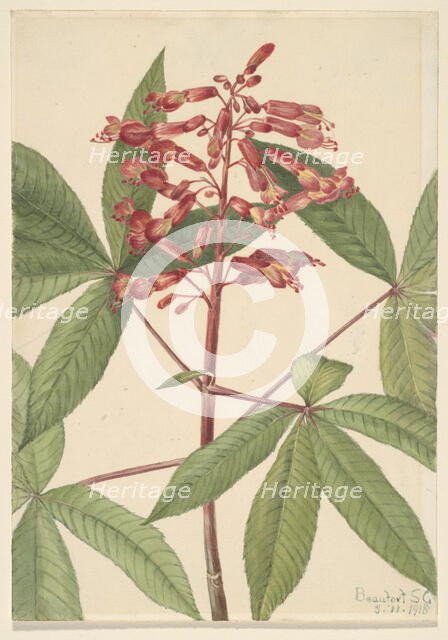 Red Buckeye (Aesculus pavia), 1918. Creator: Mary Vaux Walcott.