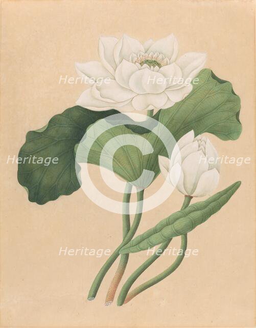 East Indian Lotus (Nelumbo nucifera), late 19th century. Creator: Unknown.