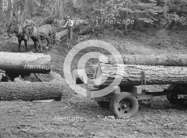 Members of Ola self-help sawmill co-op snaking a fir log down..., Gem County, Idaho, 1939. Creator: Dorothea Lange.