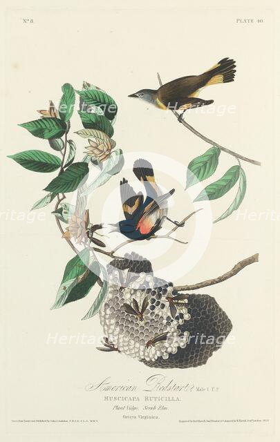 American Redstart, 1828. Creator: Robert Havell.