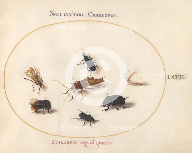 Animalia Rationalia et Insecta (Ignis): Plate LXVII, c. 1575/1580. Creator: Joris Hoefnagel.