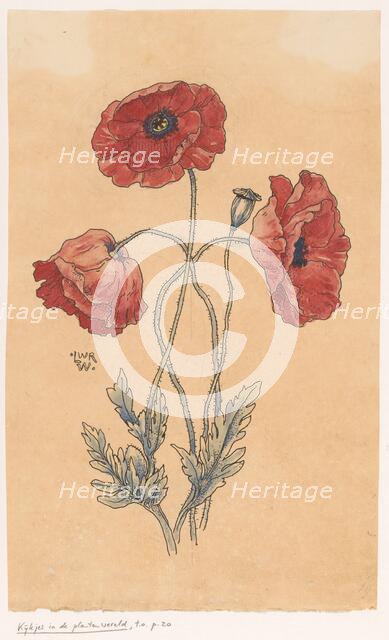 Poppy, in or before 1893. Creator: Willem Wenckebach.