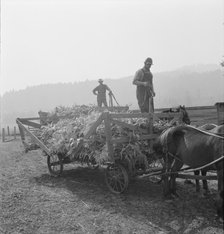 Farmers with wagonload of corn..., near W Street at Carlton, Oregon, 1939. Creator: Dorothea Lange.