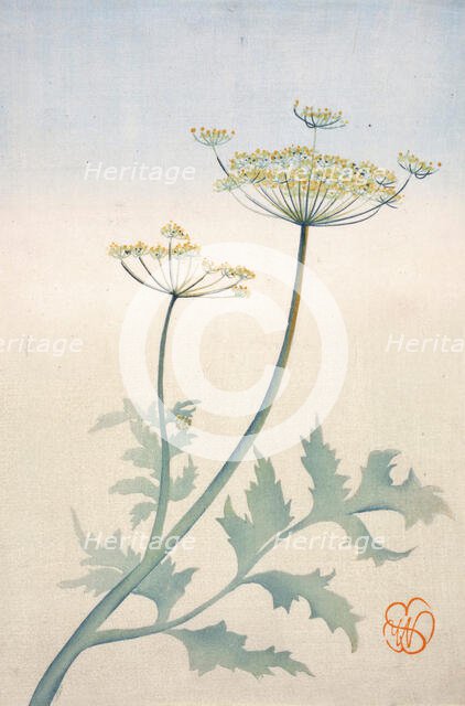 Queen Anne's Lace, about 1908. Creator: Wilhelmina Seegmiller.