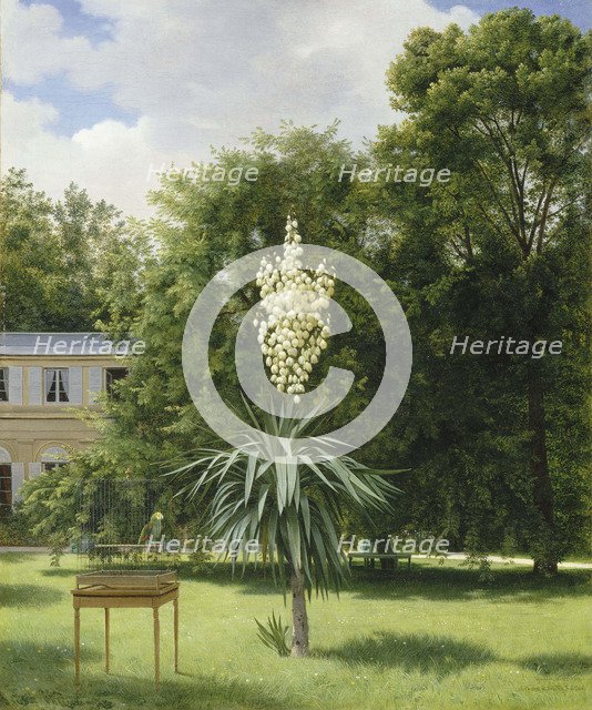 Yucca Gloriosa in the Park at Neuilly, 1845.