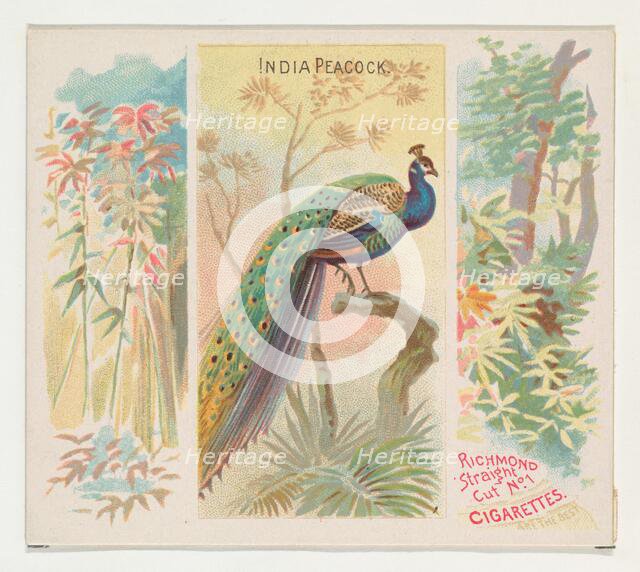 India Peacock, from Birds of the Tropics series (N38) for Allen & Ginter Cigarettes, 1889. Creator: Allen & Ginter.