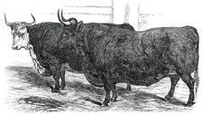 Class 4. No. 49. - Prince Albert's Hereford Ox..., 1850. Creator: Smyth.