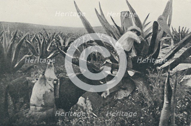 'Collecting Honey-Water from a Maguey', 1916. Artist: Unknown.