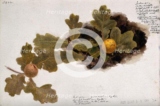 Oak leaves with two oak apples, c19th century. Creator: Unknown.