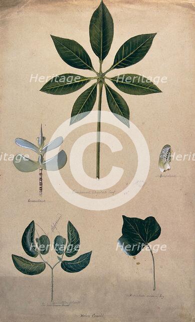 Various leaf forms, including succulent and compound, c1900. Creator: Helen Cowell.