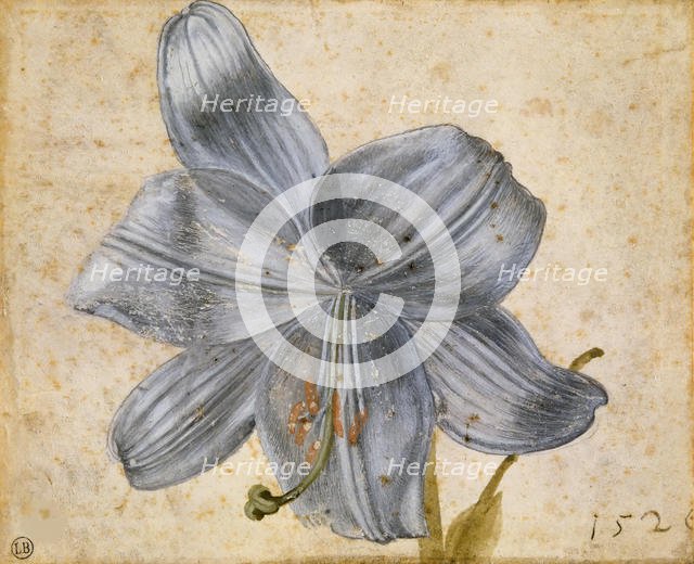 Study of a lily, 1526. Creator: Dürer, Albrecht (1471-1528).