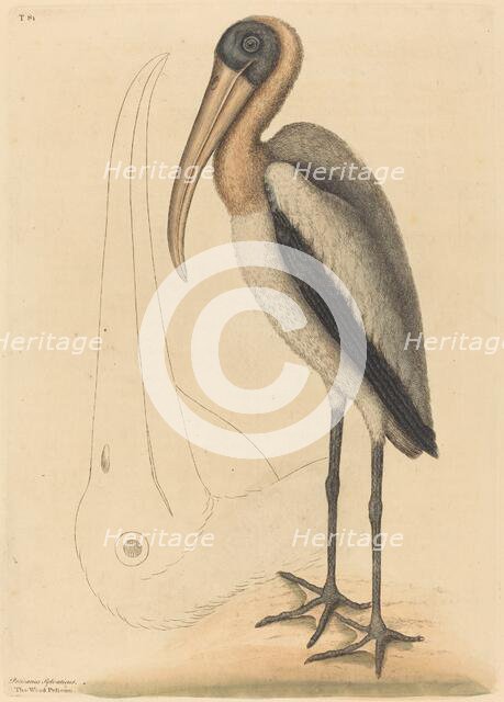The Wood Pelican (Tantalus Loculator), published 1731-1743. Creator: Mark Catesby.