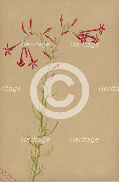 Untitled--Flower Study, 1883. Creator: Mary Vaux Walcott.