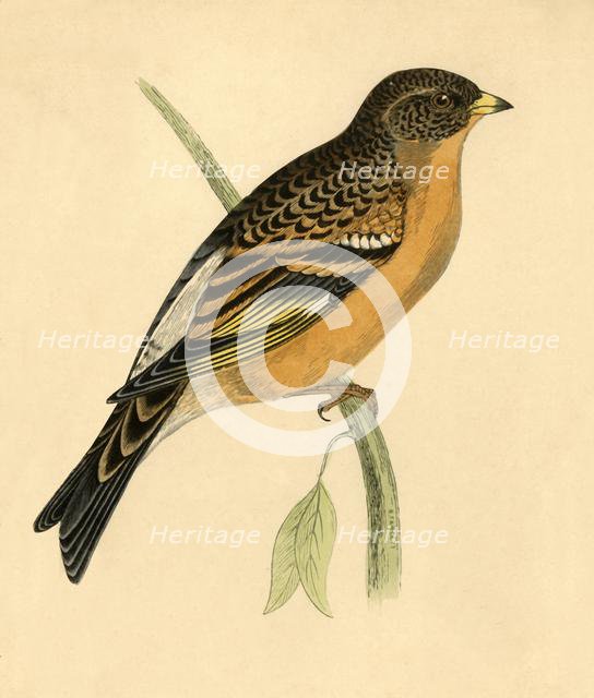 'Mountain Finch', late 19th century. Creator: Unknown.