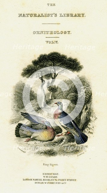 'The Naturalist's Library, Ornithology Vol V, Ring Pigeon', c1833-1865.Artist: William Home Lizars