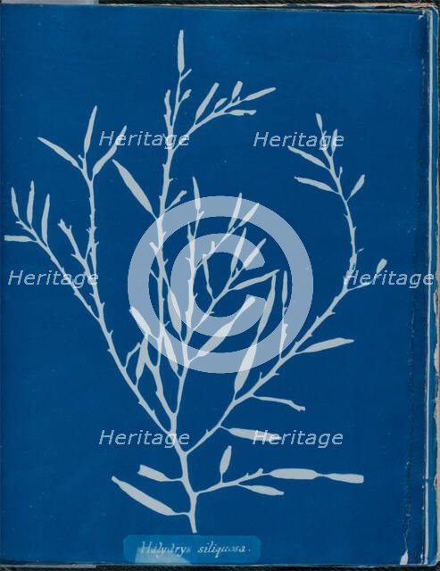 Halydrys siliquosa, 1843 or 1844. Creator: Anna Atkins.