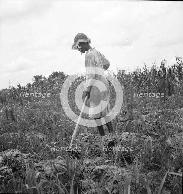 Hoe culture in the South, Mississippi, 1936. Creator: Dorothea Lange.