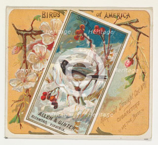 Snow Bird, from the Birds of America series (N37) for Allen & Ginter Cigarettes, 1888. Creator: Allen & Ginter.