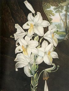 'The White Lily', c1800, (1948).  Creator: Joseph Constantine Stadler.