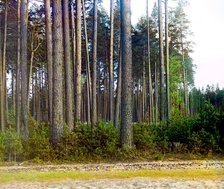 Pine forest, 1910. Creator: Sergey Mikhaylovich Prokudin-Gorsky.
