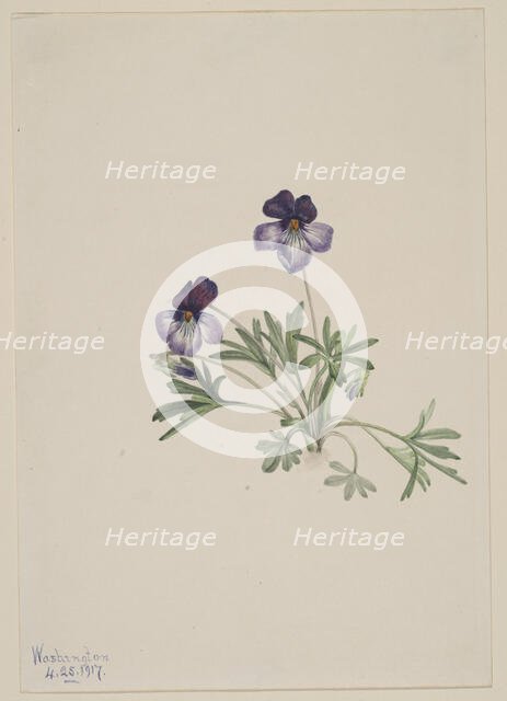Birdsfoot Violet (Viola pedata), 1917. Creator: Mary Vaux Walcott.
