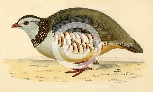 'Barbary Partridge', late 19th century. Creator: Unknown.