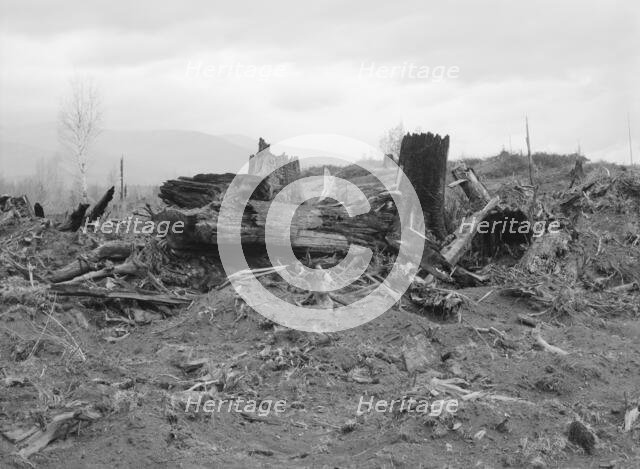New settlers shack at foot of hills on poor sandy soil, Boundary County, Idaho, 1939. Creator: Dorothea Lange.