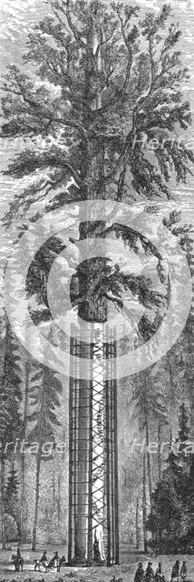 'The Father of the Forest; California and its prospects', 1875. Creator: Frederick Whymper.