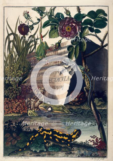 Pond Life, 1758.  Creator: August Johann Rosel Von Rosenhof.