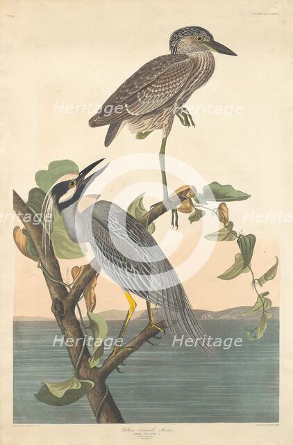 Yellow-crowned Heron, 1836. Creator: Robert Havell.