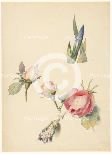 Study sheet with three roses and an iris, 1824-1900. Creator: Albertus Steenbergen.