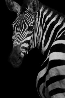 Profile of a Zebra. Creator: Viet Chu.