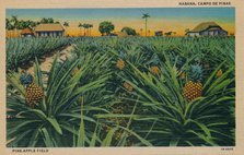 'Pine-Apple Field - Habana, Campo De Pinas', c1910. Artist: Unknown.
