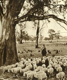 Australia - A drover with some of his charges on a sheep station in the State of Victoria', c1948. Creator: Unknown.