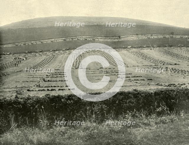'Reaper & Binder Competition, Mount Blowhard, near Ballarat', 1901. Creator: Unknown.