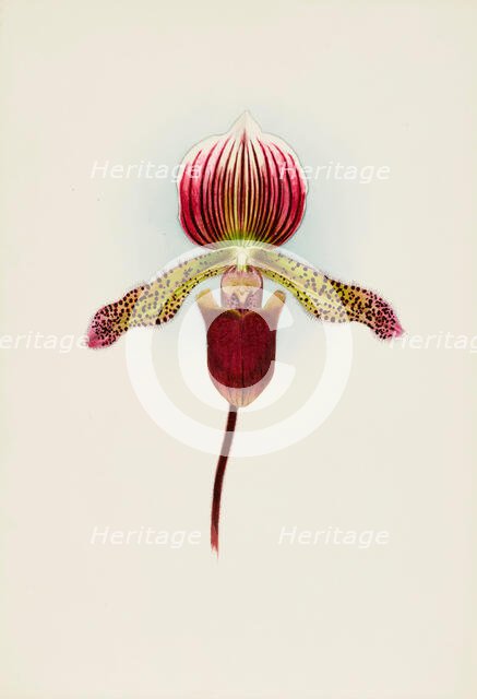 Orchid: Cypripedium Goweri Magnificum, Schofield's Variety, 1906. Creator: Frederick William Bolas.