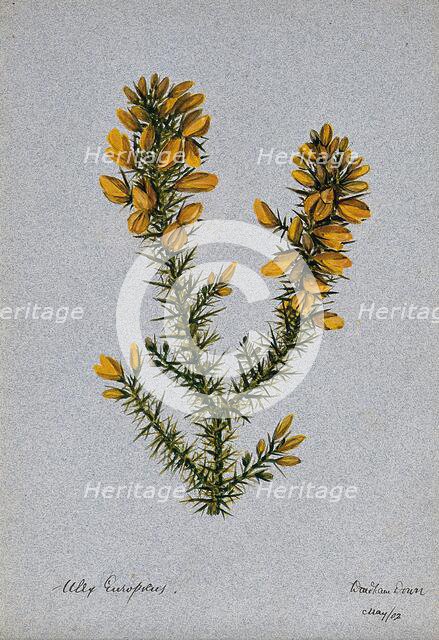 Gorse or whin (Ulex europaeus): flowering stem, 1902. Creator: Unknown.