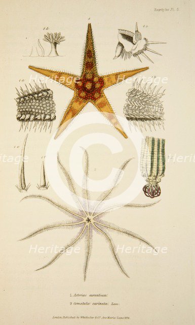 Asterias aurantiaca and Comatula carinata,  pub. 1833 (Hand coloured engraving). Creator: English School (17th Century).