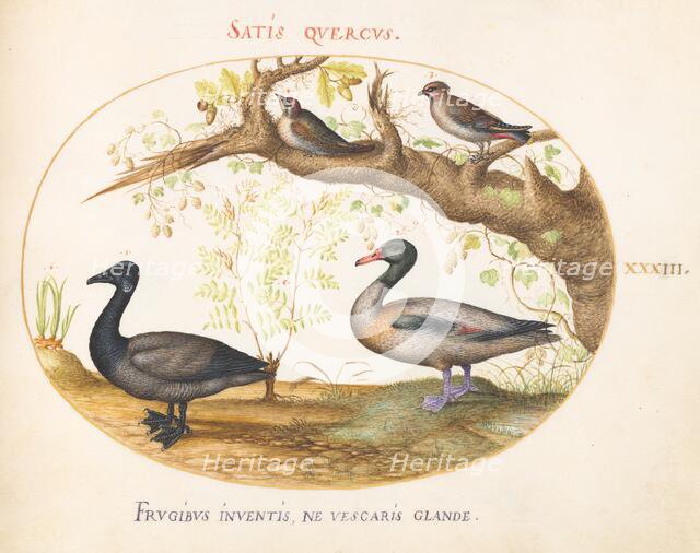 Animalia Volatilia et Amphibia (Aier): Plate XXXIII, c. 1575/1580. Creator: Joris Hoefnagel.