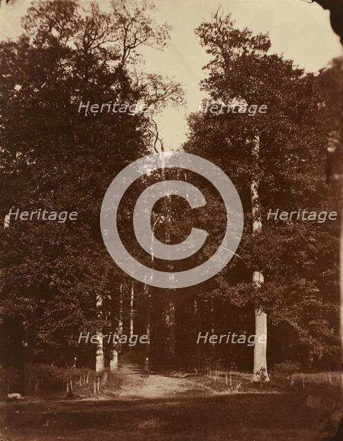 Forest at Saint-Cloud, 1859-1860. Creator: Louis-Rémy Robert.