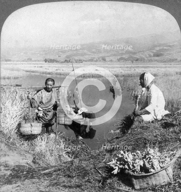 Men gathering rushes near Suzukawa, Fujiyama, Japan, 1904.Artist: Underwood & Underwood