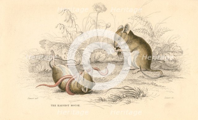 Harvest mouse (Micromys minutus) of the Old World, 1828. Artist: Unknown