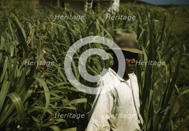 FSA borrower? in a sugar-cane field, Puerto Rico, 1941 or 1942. Creator: Jack Delano.