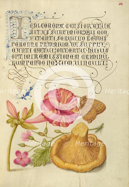 Four-o'Clock, Brown Hairstreak, Herb Robert, and Chanterelle, 1561-1562; illumination added 1591-6. Creator: Joris Hoefnagel.