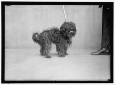 Dog, between 1910 and 1917. Creator: Harris & Ewing.