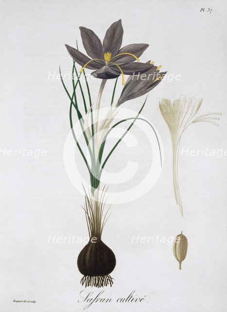 Saffron Crocus, 1821.  Artist: LFJ Hoquart