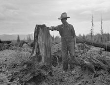 Shows stump on cut-over farm after blasting, Bonner County, Idaho, 1939. Creator: Dorothea Lange.
