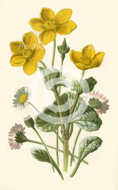 'Daisy & Marsh-Marigold', 1877. Creator: Frederick Edward Hulme.