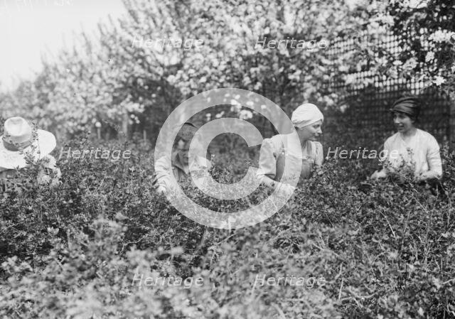 Picking worms from plants, Belmont girls farm, between c1910 and c1915. Creator: Bain News Service.
